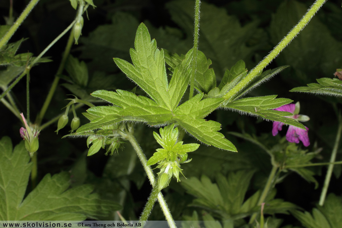 Duvnäva, Geranium columbinum